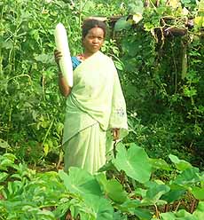Nutrition garden